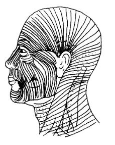 4 Principles for selecting incision sites in cosmetic surgery 4 Figure 3 3 Facial skin creases2